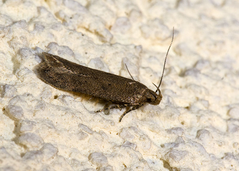 Gelechiidae 6